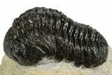 Bargain Austerops & Morocops Trilobite Fossils - 2 to 3" - Photo 8